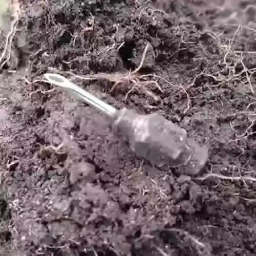 Injectienaald van rund